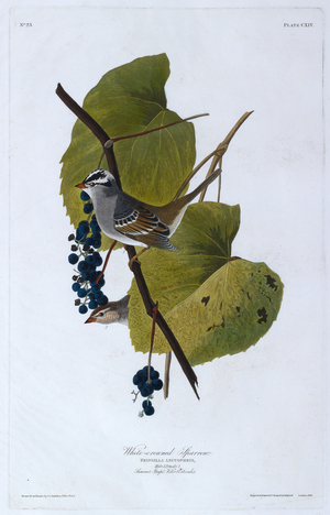 One bird. Colour Illustration by Audubon; White-crowned Sparrow.