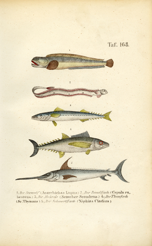 Marine Fish of European Waters, 1850 (lithography)