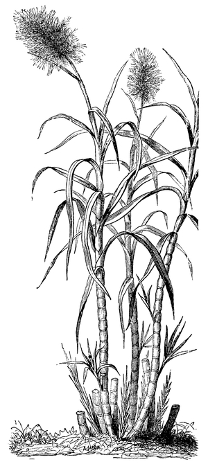 Sugarcane