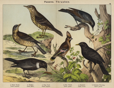 Passeres, Thrushes (colour litho)