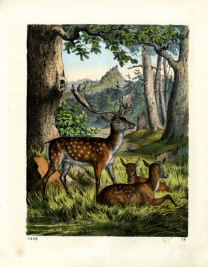Fallow Deer Family in the Forest (hand-coloured litho)