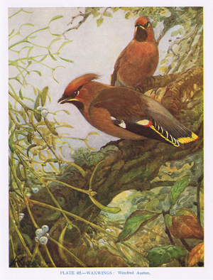 Waxwings, illustration from 'British Birds' by Kirkman & Jourdain, 1966 (colour litho)