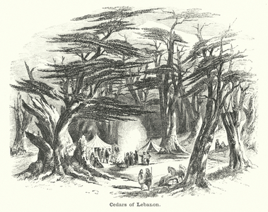 Cedars of Lebanon (engraving)