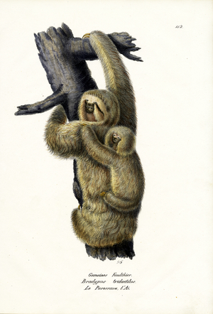 Three-Toad Sloth, 1824 (colour litho)