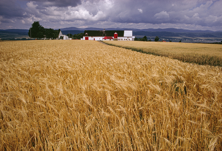 Storm clouds hover over a farm, wheat field. Quebec province, Canada., 1970s (photo)