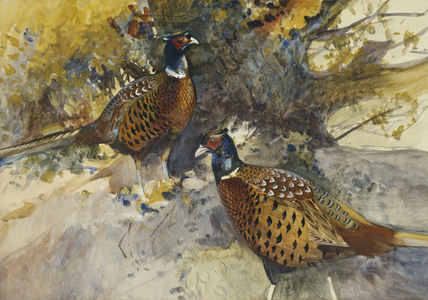 Cock Pheasants under a Beech Tree, (pencil, watercolour and bodycolour)