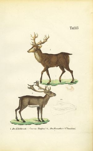 Red Deer and Reindeer, 1850 (lithography)
