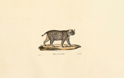 Ocelot, 1824 (hand-coloured litho)