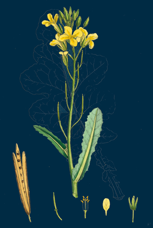 Centaurea Calcitrapa; Star-Thistle