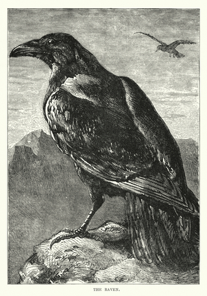 The raven (engraving)