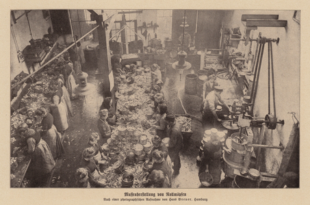Mass production of rollmops (b/w photo)