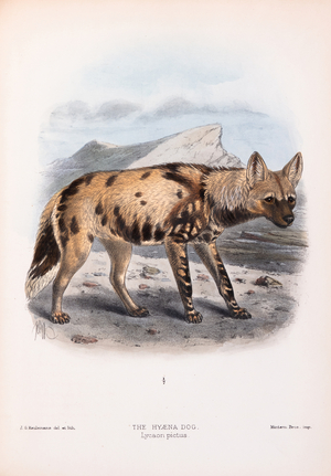 African wild dog,1890 (Plate)