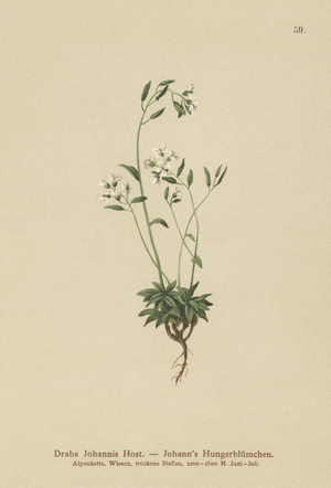 John's Whitlow-grass (Draba Johannis) (colour litho)