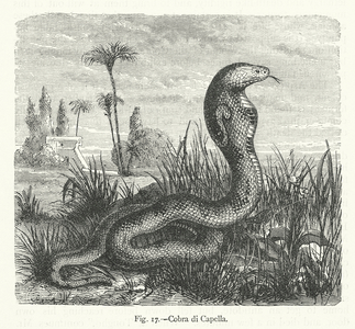 Cobra di Capella (engraving)