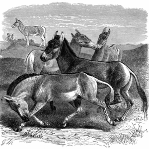Tibetan Wild Ass or Kiang. Engraving published London 1893.
