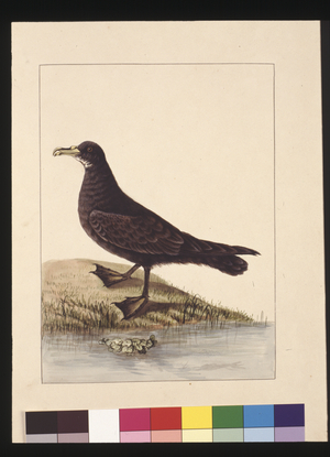 Page 24. Fuliginous Peteril. Now known as a White-chinned Petrel, c.1789-90 (w/c)