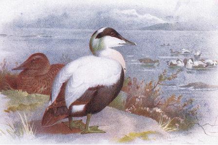 Eider (colour litho)
