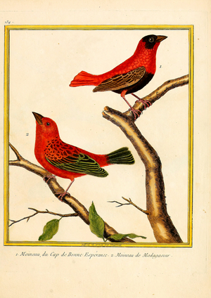 Cape Sparrow and Madagascar Sparrow (print)