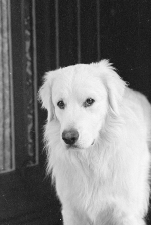 Hungarian shepherd dog, 1978 (b/w photo)