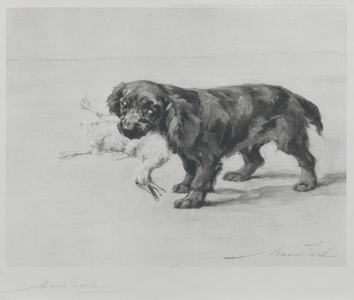 Cocker Spaniel 'Chris' (photogravure)