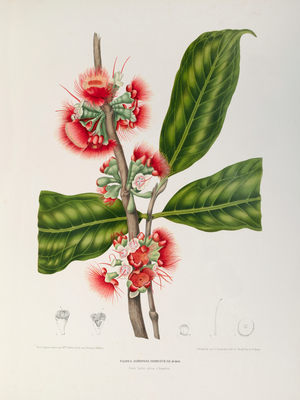 Rose apple flowers (Syzygium jambos), 1863 (Plate)