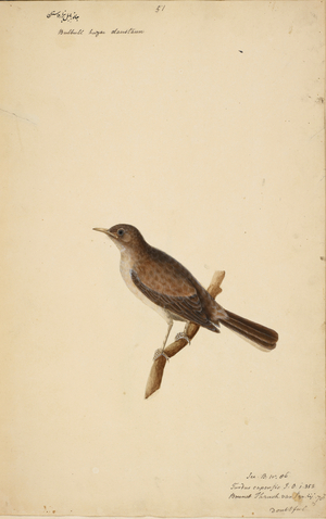 A species of Flycatcher (possibly).