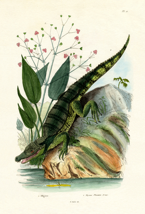 Alligator, 1833-39 (coloured engraving)