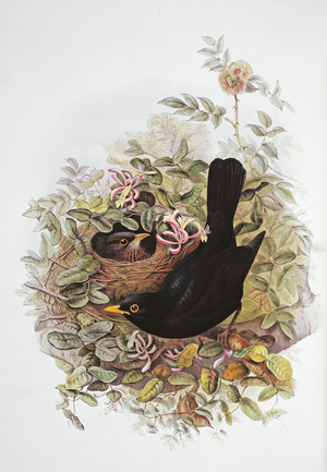 Turdus merula