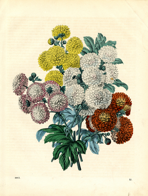 Chrysanthemums in Various Colors (hand-coloured copperplate)