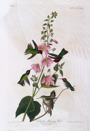 Five birds. Colour Illustration by Audubon; Columbian Humming Bird.