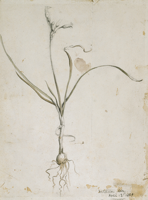 Flower and Bulb, Wichita Mts. April 13, 1869, 1869 (watercolor and pencil)