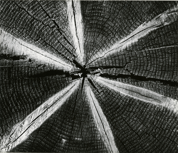 Wood, 1972 (silver gelatin print)