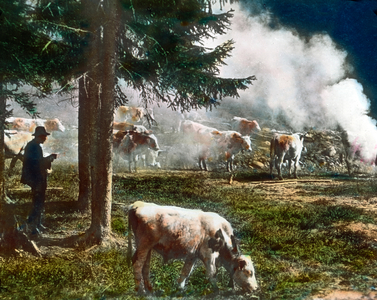 Meadow near Grafenau