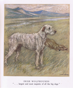Irish Wolfhounds (colour litho)