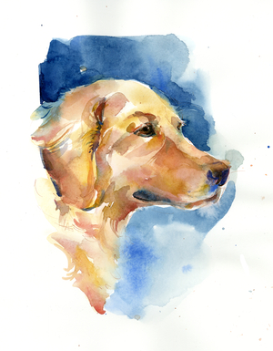 Golden Retriever, 2015 (watercolor)