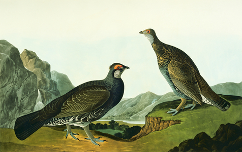Dendragapus obscurus, blue grouse, Plate 361 from John James Audubon's Birds of America, original double elephant folio, 1827-30 (hand-coloured aquatint)