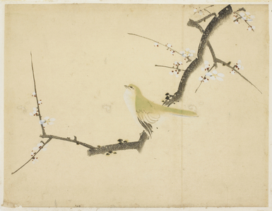Nightingale on a Plum Branch, 1615-1868 (ink and colour on paper)