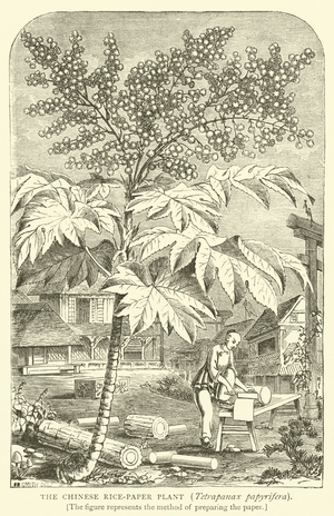 The Chinese Rice-Paper Plant, Tetrapanax papyrifera (engraving)