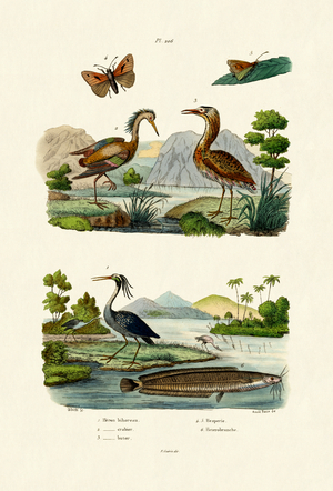 Night Heron, 1833-39 (coloured engraving)