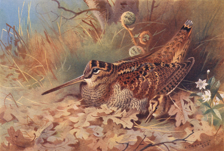 Woodcock (colour litho)