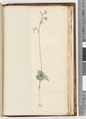 Page 221. Acianthus fornicatus Br Pixie Caps (w/c)