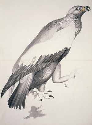 Aquila chrysaetos