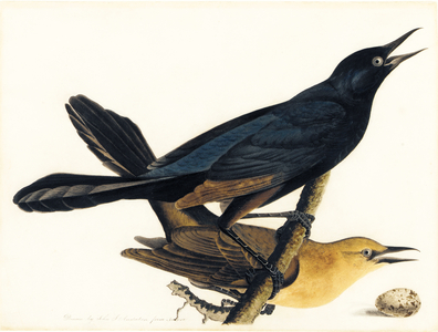 A Pair of Boat-Tailed Grackles (watercolour, ink, pencil and pastel on paper)