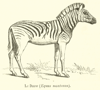 Le Dauw, Equus montanus (engraving)