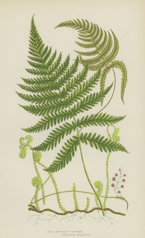 Pale Mountain Polypody (colour litho)