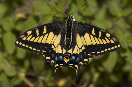 Anise Swallowtail, Papilio zelicaon, Southern California (photo)