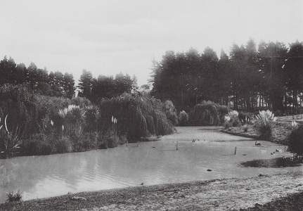 A Beauty Spot, Timaru Park (b/w photo)