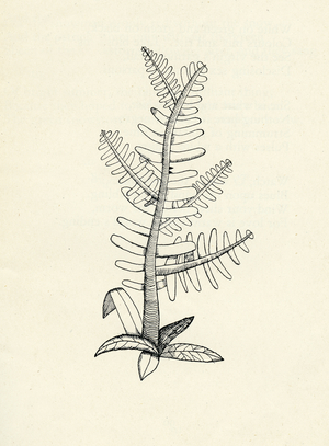 Illustration for 'The Glass Tower', 1944 (pen & ink on paper)