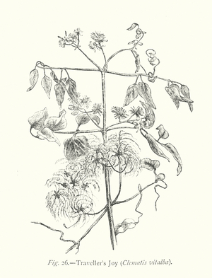 Plant Freaks: Traveller's Joy, Clematis vitalba (engraving)