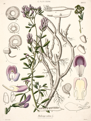 Medicago sativa